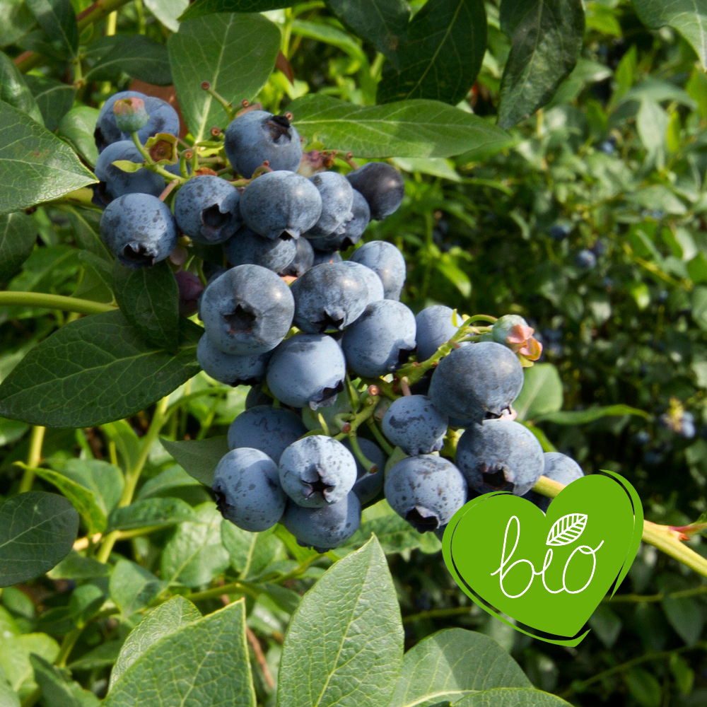 Blueberry 'Goldtraube' Organic - Mid-season