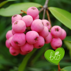Myrtille 'Pinkberry' BIO