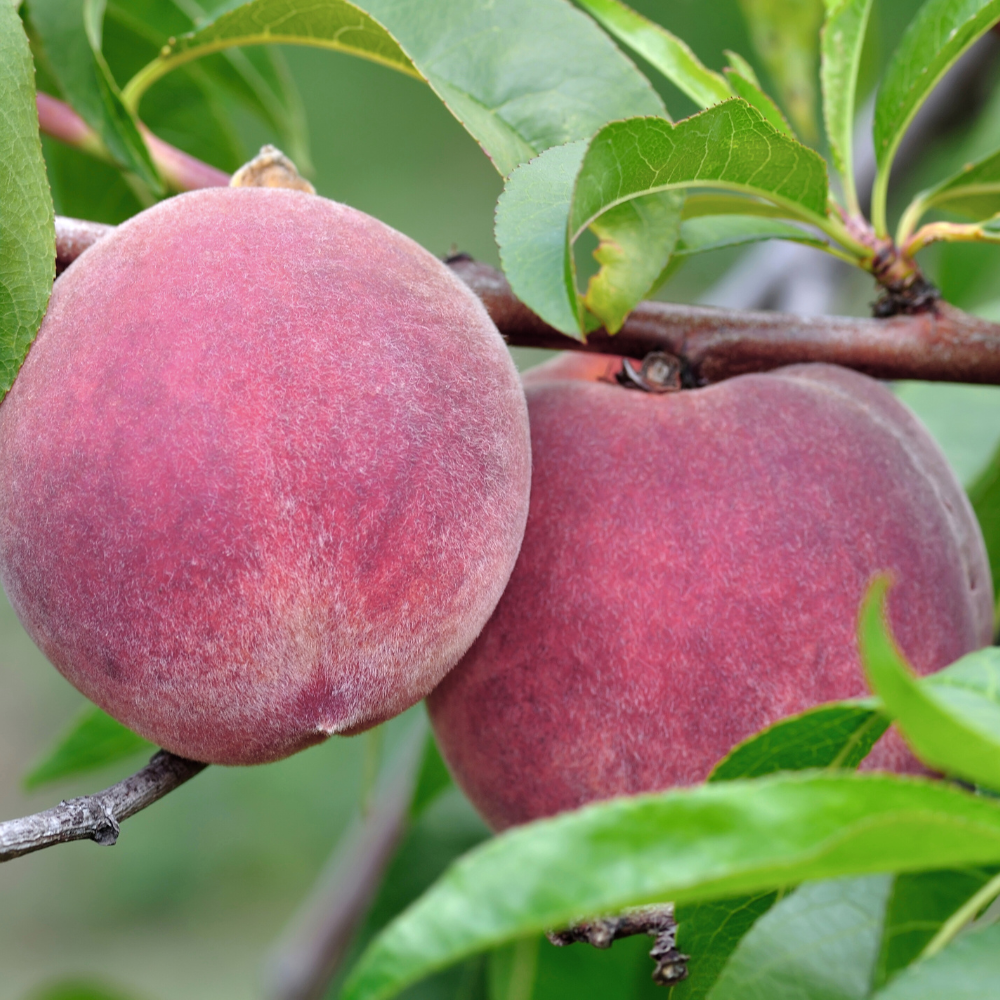 Perzikboom 'Roter Weinbergpfirsich' - Blote Wortel
