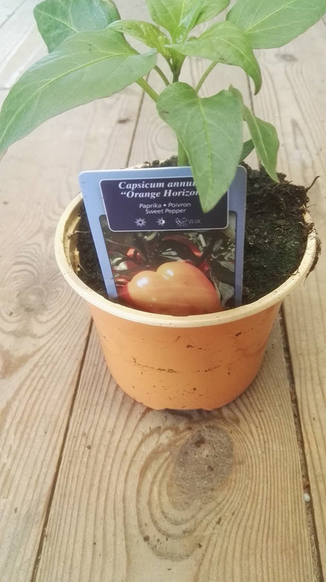 Blok paprika Orange Horizon (oranje) in pot 1 plant