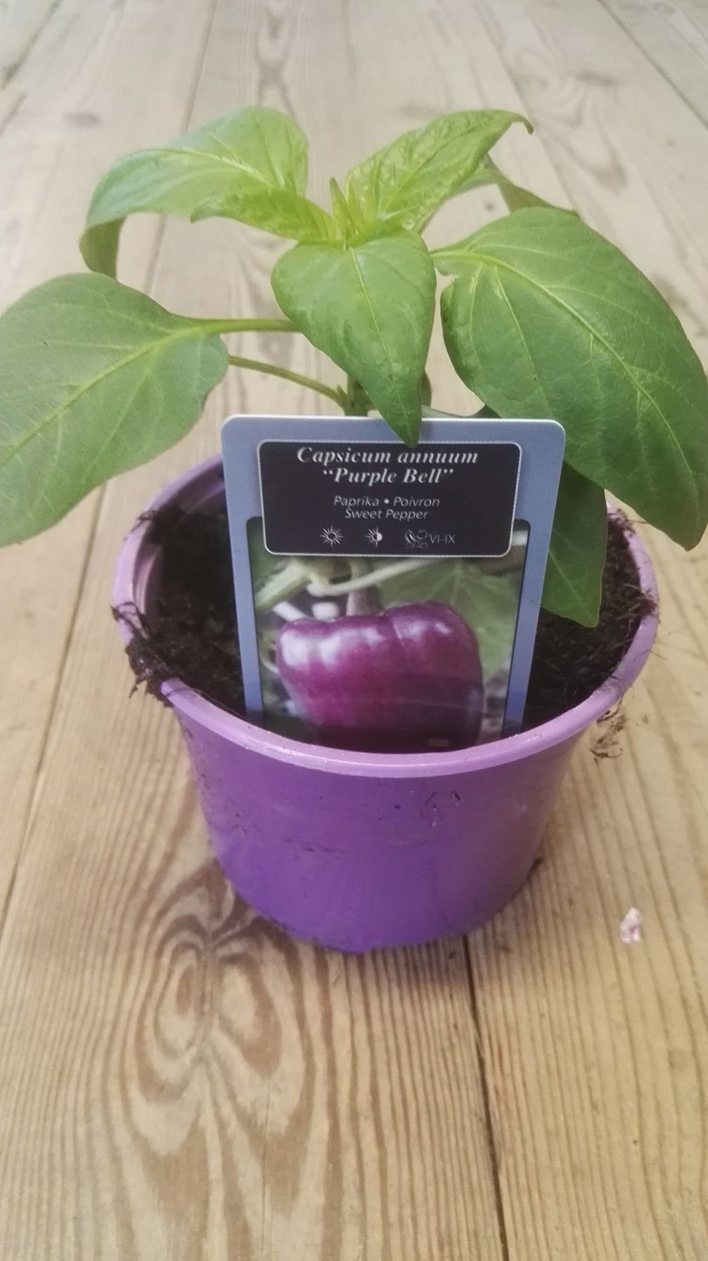 Blok paprika Purple Bell (paars) in pot 1 plant