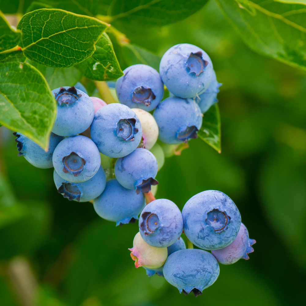 Blueberry 'Bluecrop' BIO