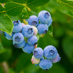 Blueberry 'Bluecrop' BIO