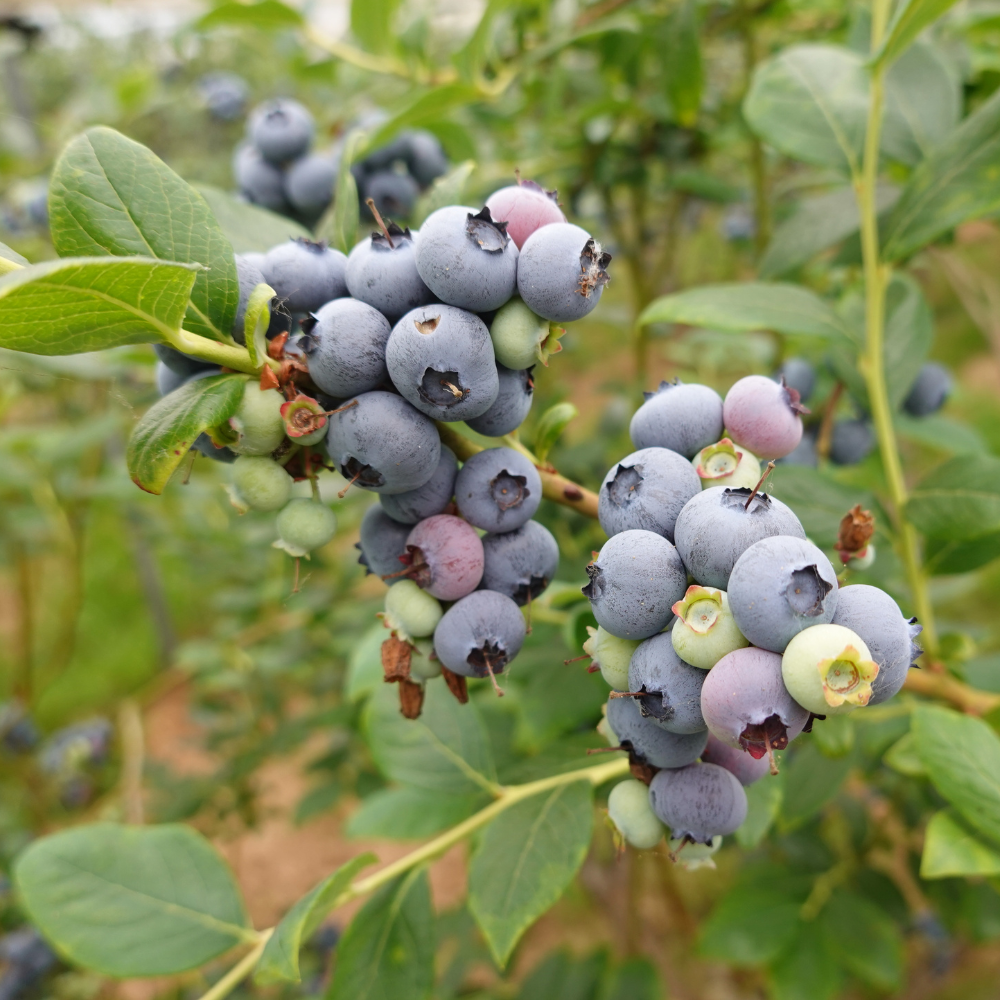 Blauwe bes 'Brigitta Blue' BIO - Laat