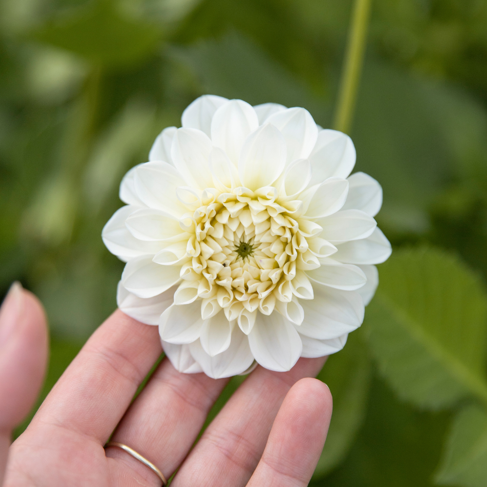 Dahlia 'Boom Boom White'