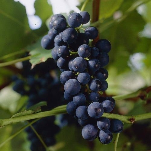 Druif rood wijn & eet Vitis vinifera 'Boskoop Glory' in 2 liter pot