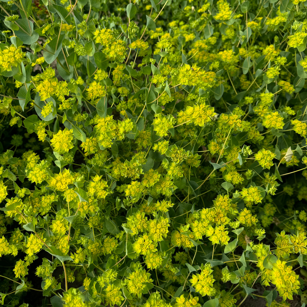 Bupleurum rotundifolium (goudscherm) - Garibaldi