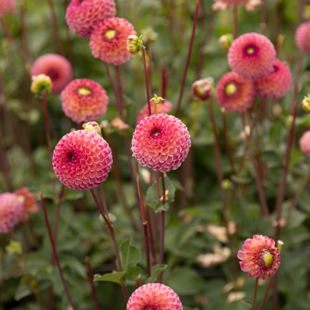 Dahlia 'Burlesca'