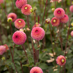 Dahlia 'Burlesca'