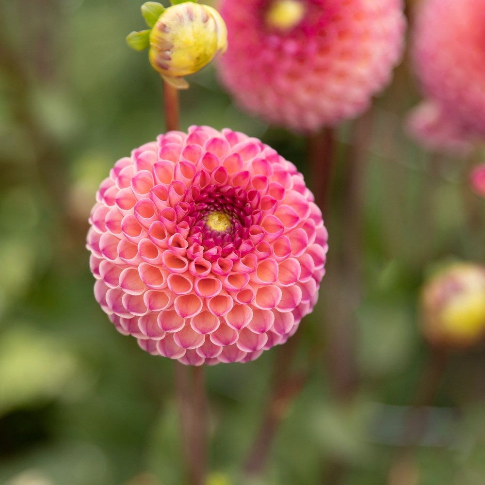 Dahlia 'Burlesca'