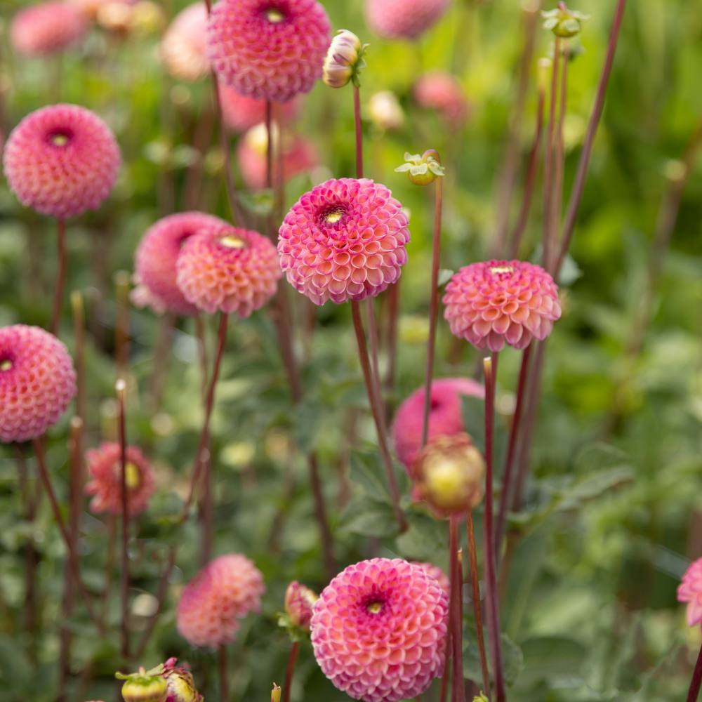 Dahlia 'Burlesca'