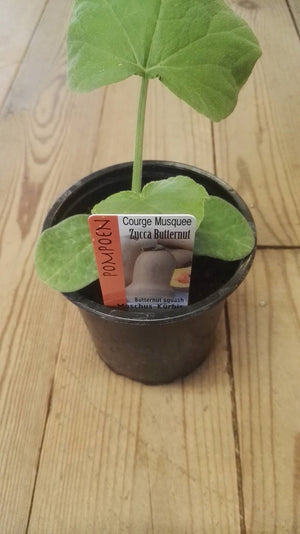 Pompoen Butternut in pot 1 plant