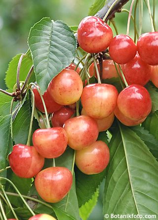 Cerisier à tige basse 'Büttners Rote Knorpelkirsche' - 80 cm de haut - pot de 5 litres