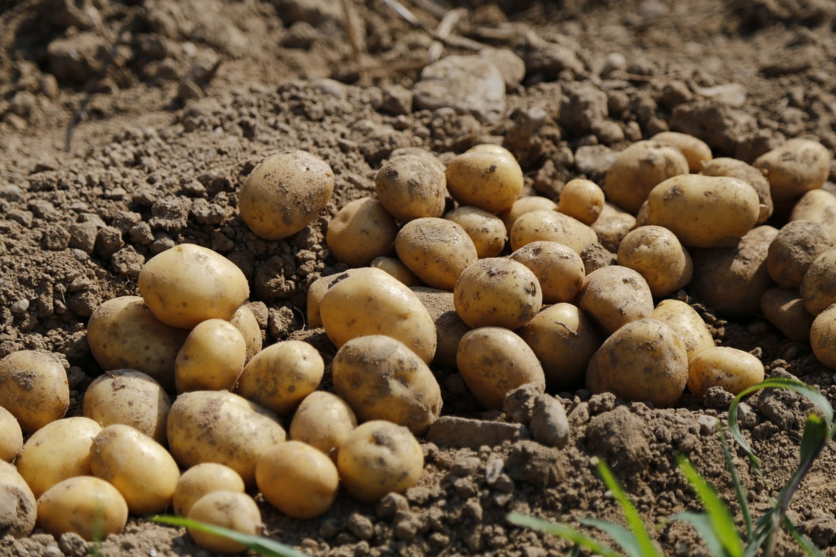 BIO Pflanzkartoffel Cammeo 28/35 mittelfrühe Sorte (Gewicht wählen)