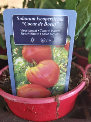 Tomate à viande Coeur de Boeuf en pot 1 plante