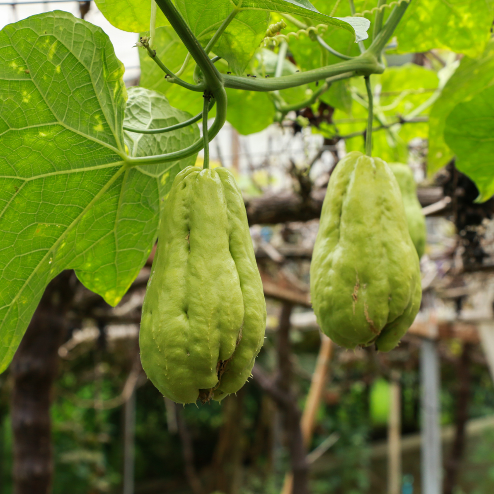 Chayote 'Smooth' - 1 bulb