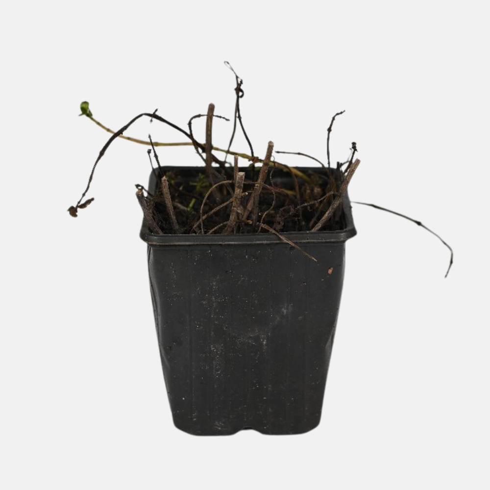 Chocolat menthe - Pot P9