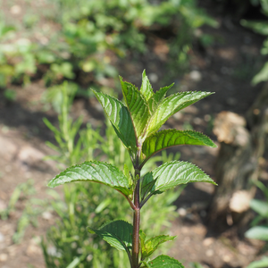 Chocolat menthe - Pot P9