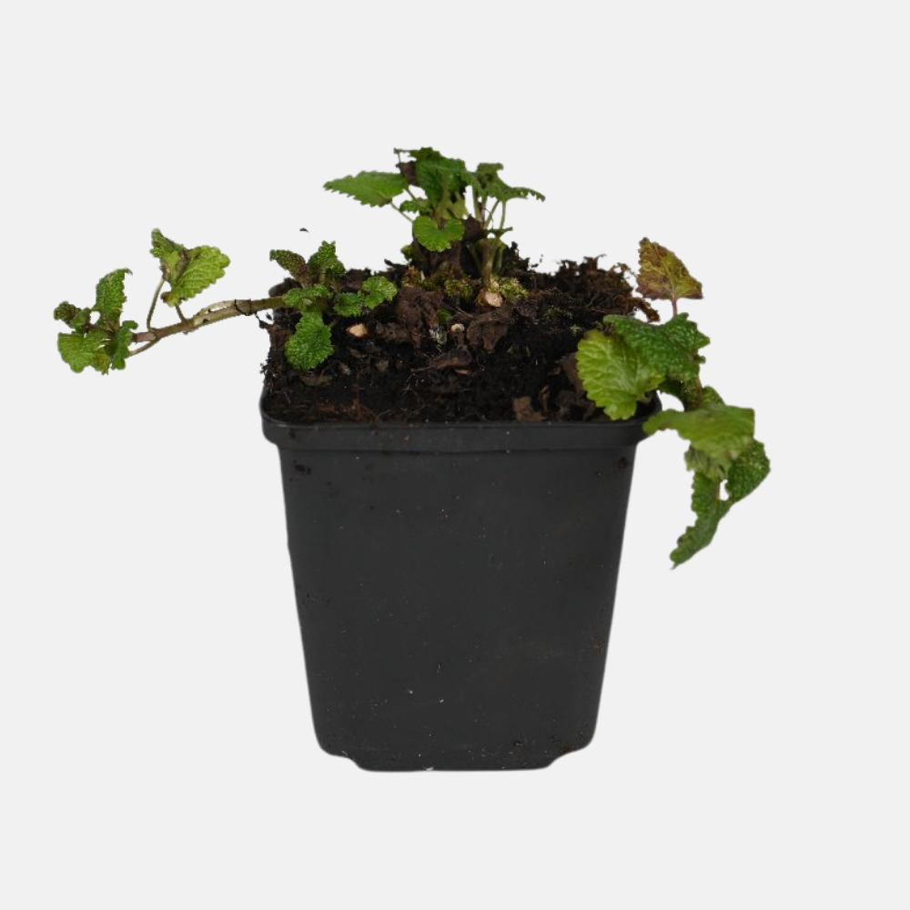 Kruidenpakket - onze 10 favorieten