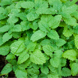 Citroenmelisse - P9 pot