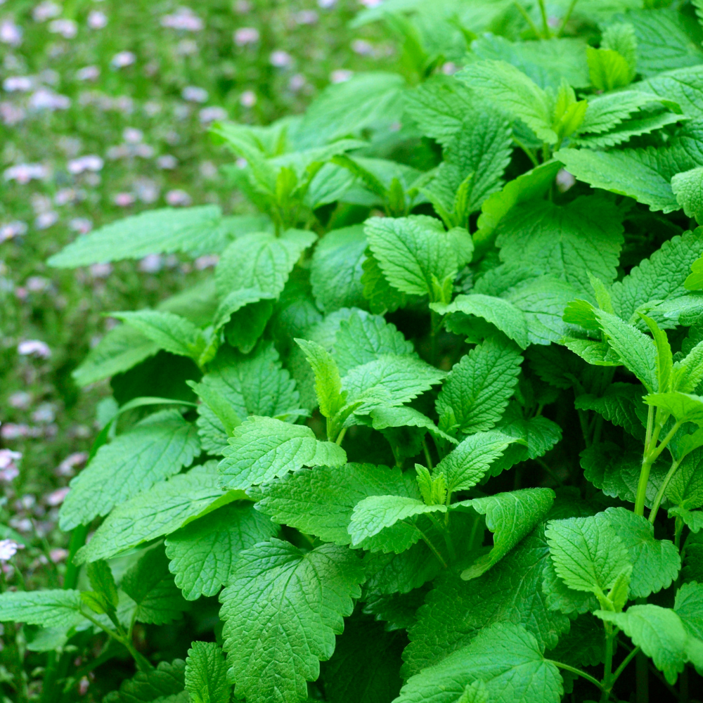 Kruidenpakket - onze 10 favorieten