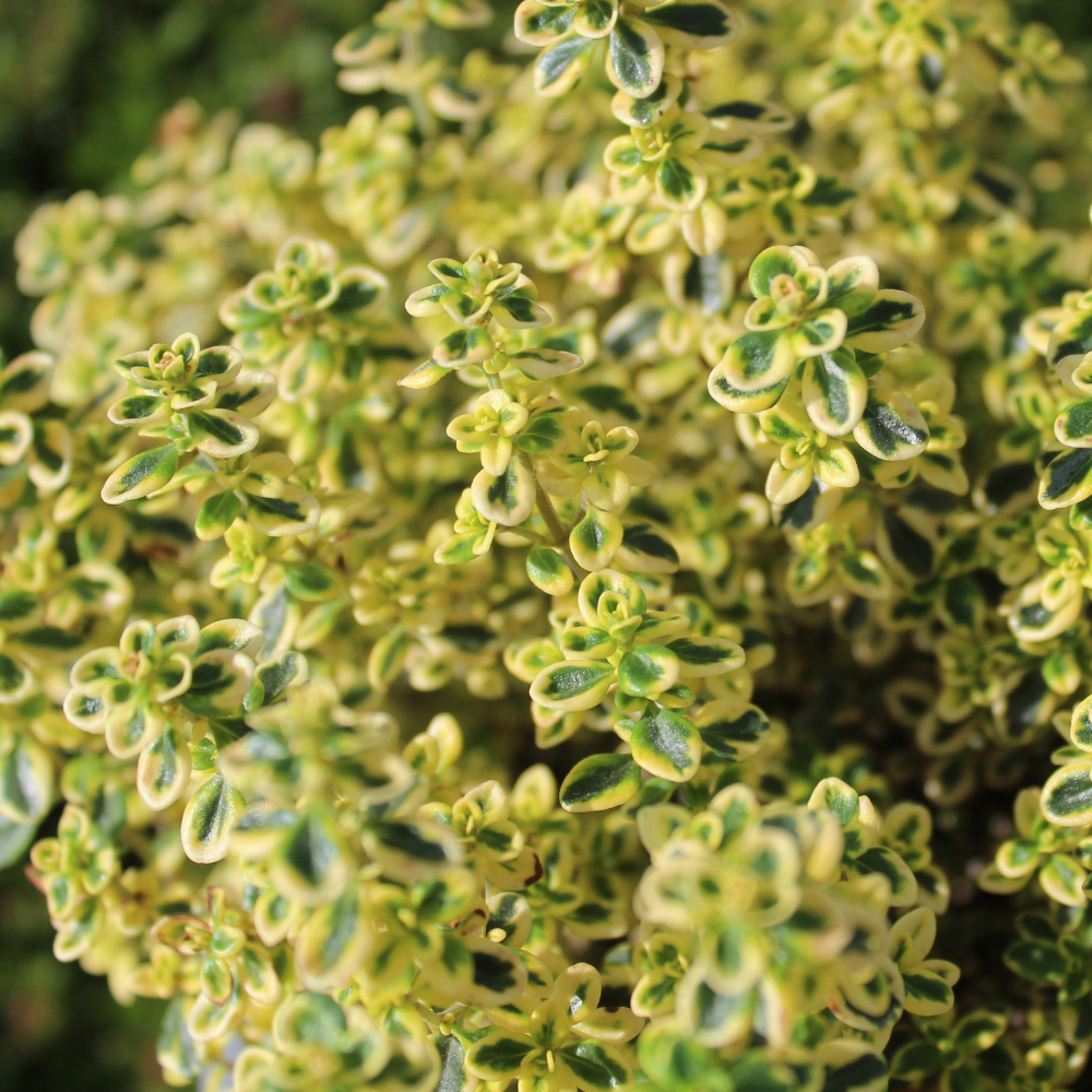 Thym citronné - Pot P9