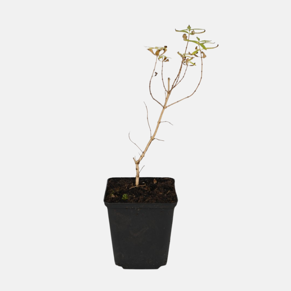 Citroenverbena - P9 pot