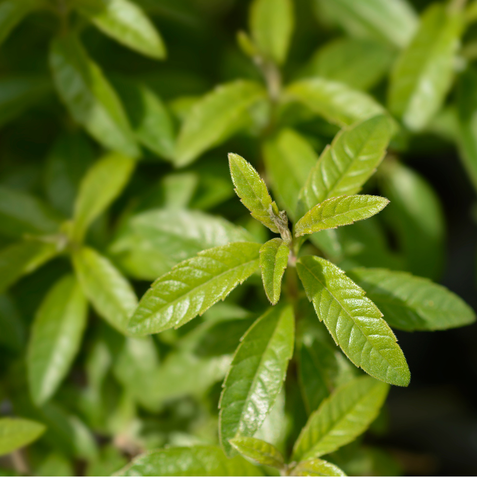 Citroenverbena - P9 pot