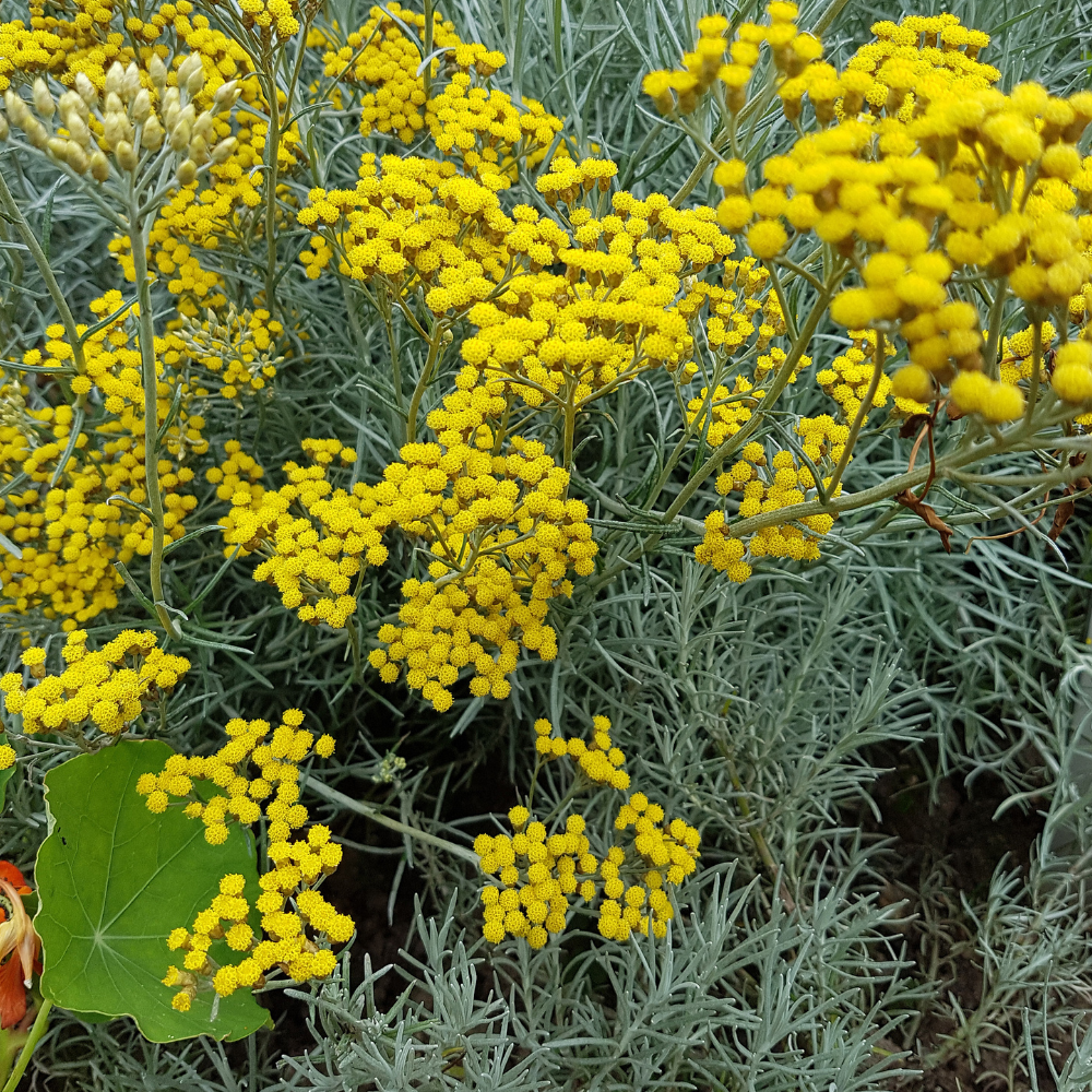 Sauce au curry - Pot P9