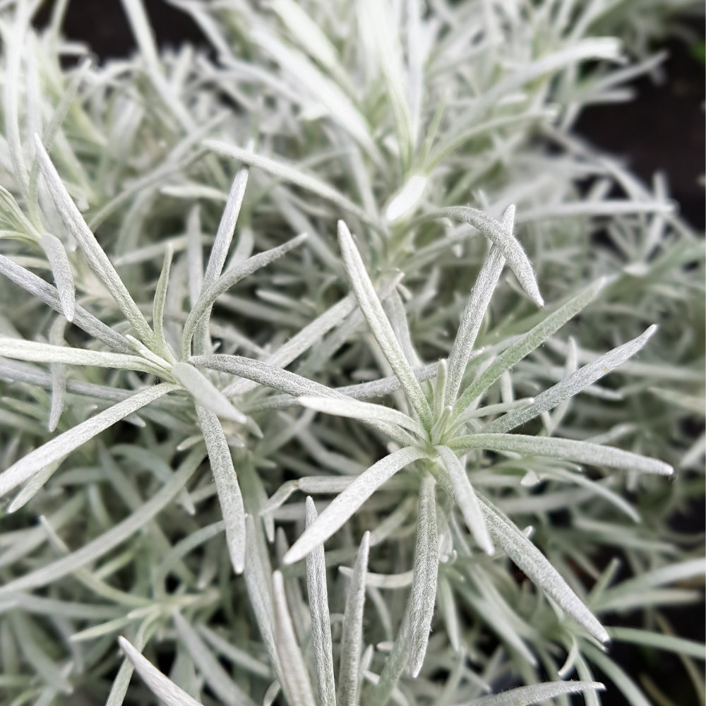 Sauce au curry - Pot P9