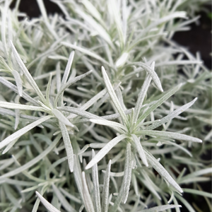 Sauce au curry - Pot P9