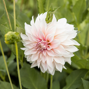 Dahlia 'Cafe au Lait'
