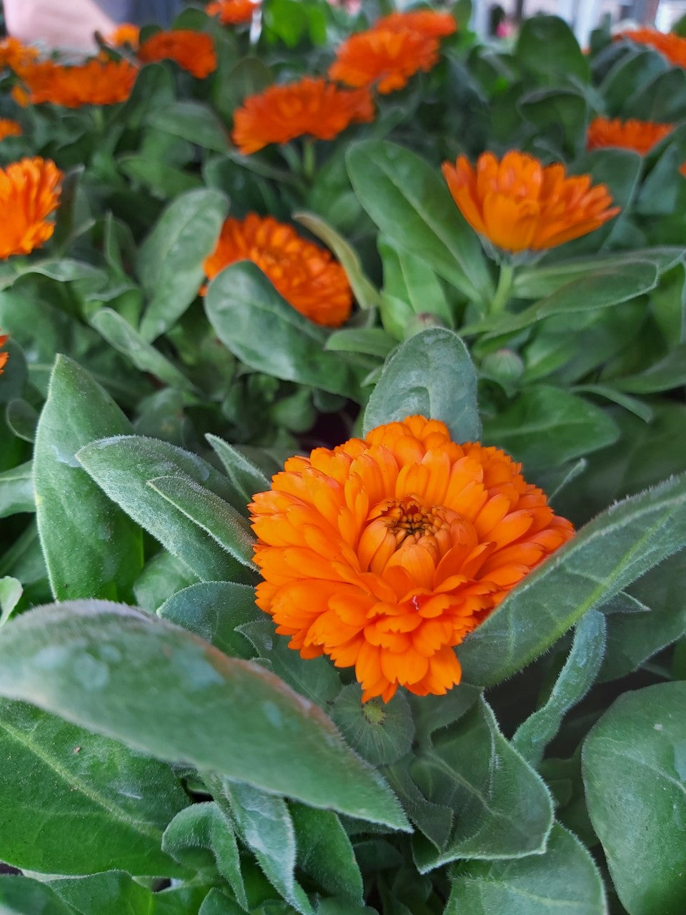 Calendula Ringelblume Orange im Topf 10,5 cm 1 Pflanze