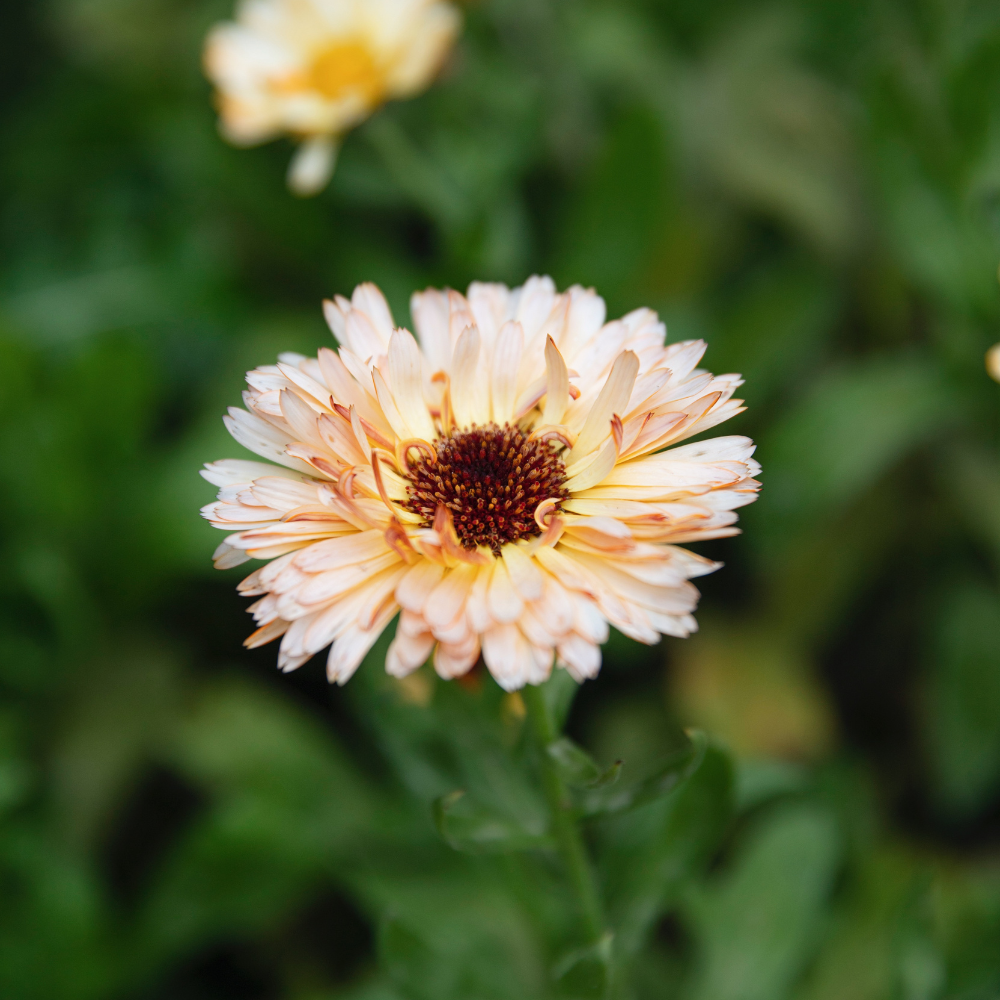 Calendula officinalis (souci) - 'Orange Flash'
