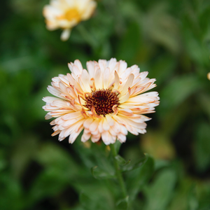 Calendula officinalis (Ringelblume) – Orange Flash