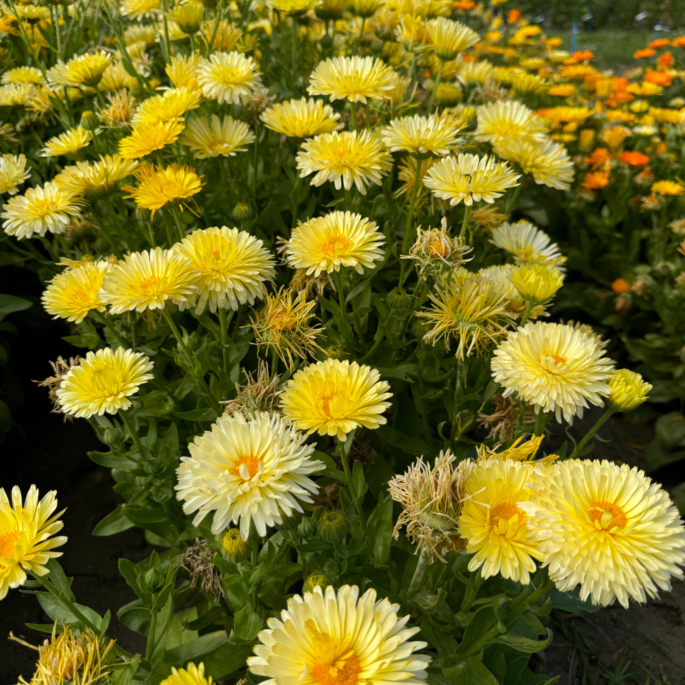 Calendula officinalis (Ringelblume) – Gefüllte Zitrone