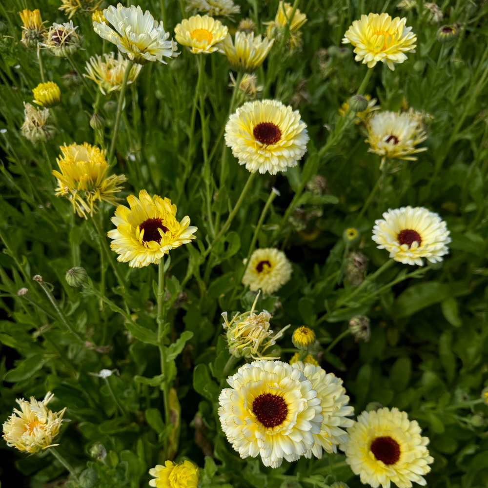 Calendula officinalis (goudsbloem) - 'Ivory Princess'