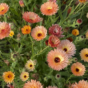 Calendula officinalis (goudsbloem) - Orange Flash