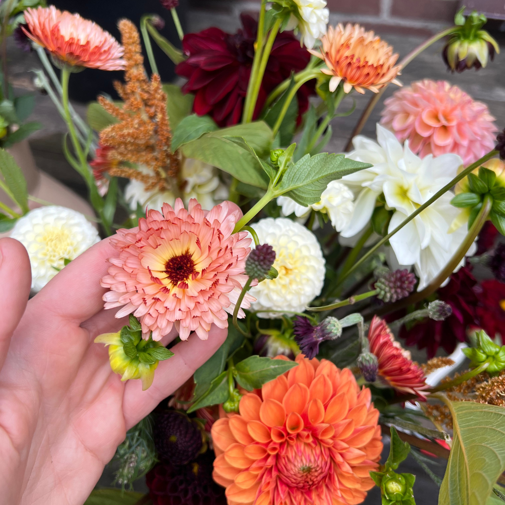 Calendula officinalis (goudsbloem) - Orange Flash