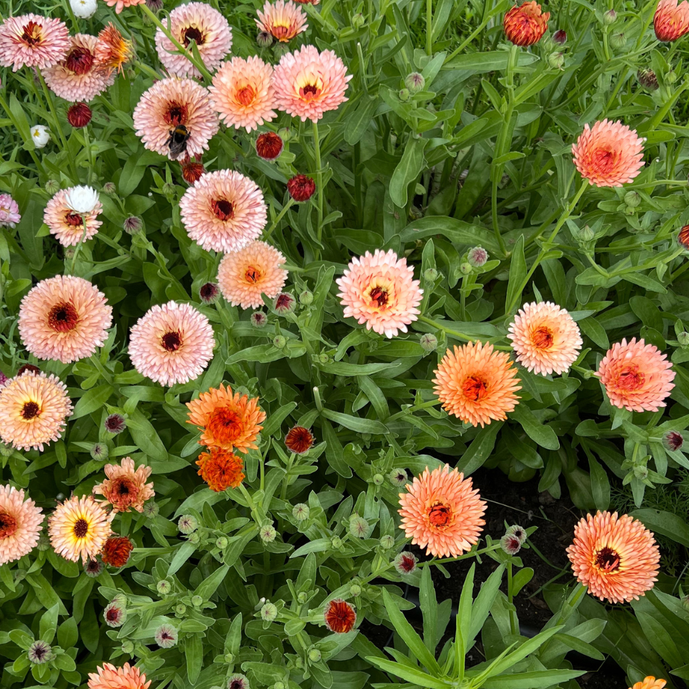 Calendula officinalis (souci) - 'Orange Flash'