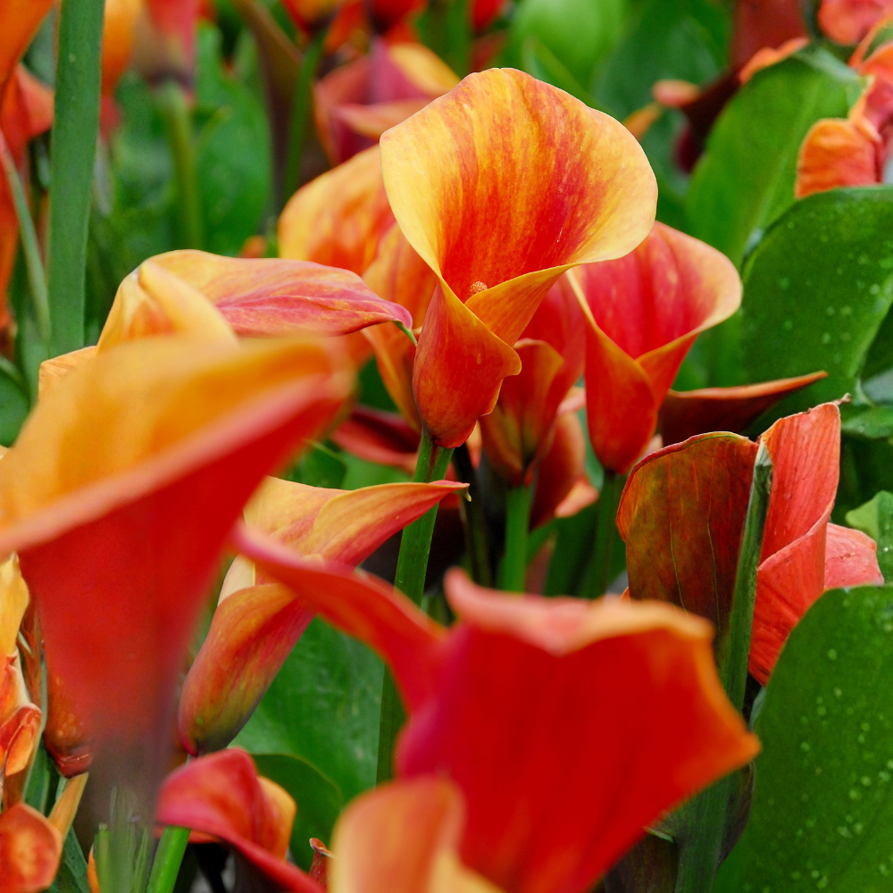 Callalelie 'Apricot Glow' - 3 stuks