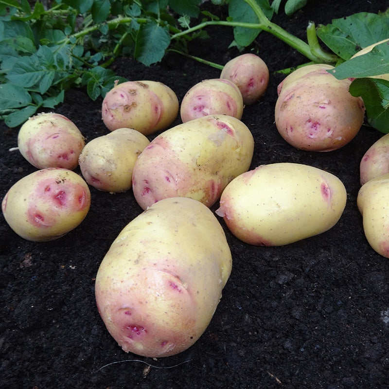 Semences de pomme de terre BIO Carolus 28/35 variété tardive (choisir le poids)