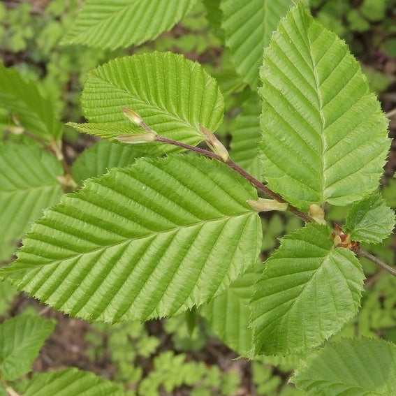 Haagbeuk (Carpinus betulus) - blote wortel - 60/80 cm