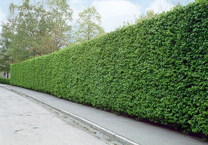 Haagbeuk (Carpinus betulus) - blote wortel - 125/150 cm