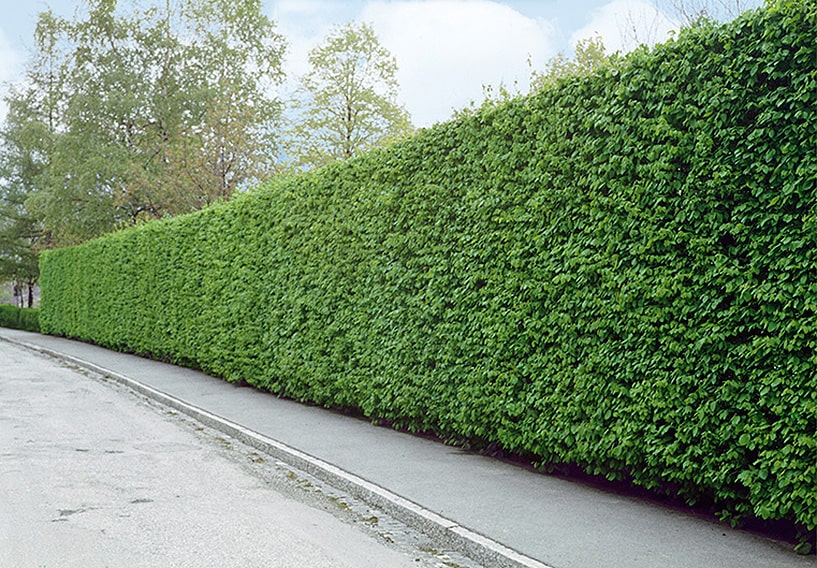 Haagbeuk (Carpinus betulus) - blote wortel - 80/100 cm