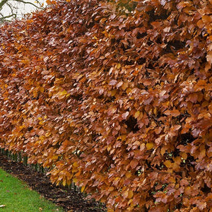 Haagbeuk (Carpinus betulus) - blote wortel - 80/100 cm