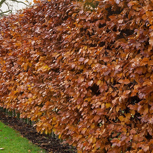 Charme (Carpinus betulus) - racine nue - 60/80 cm