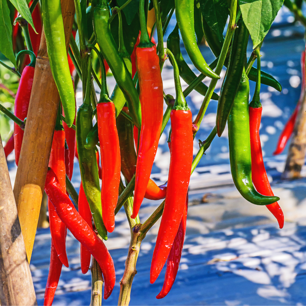 Spaanse cayenne peper plant 1 stuk BIO