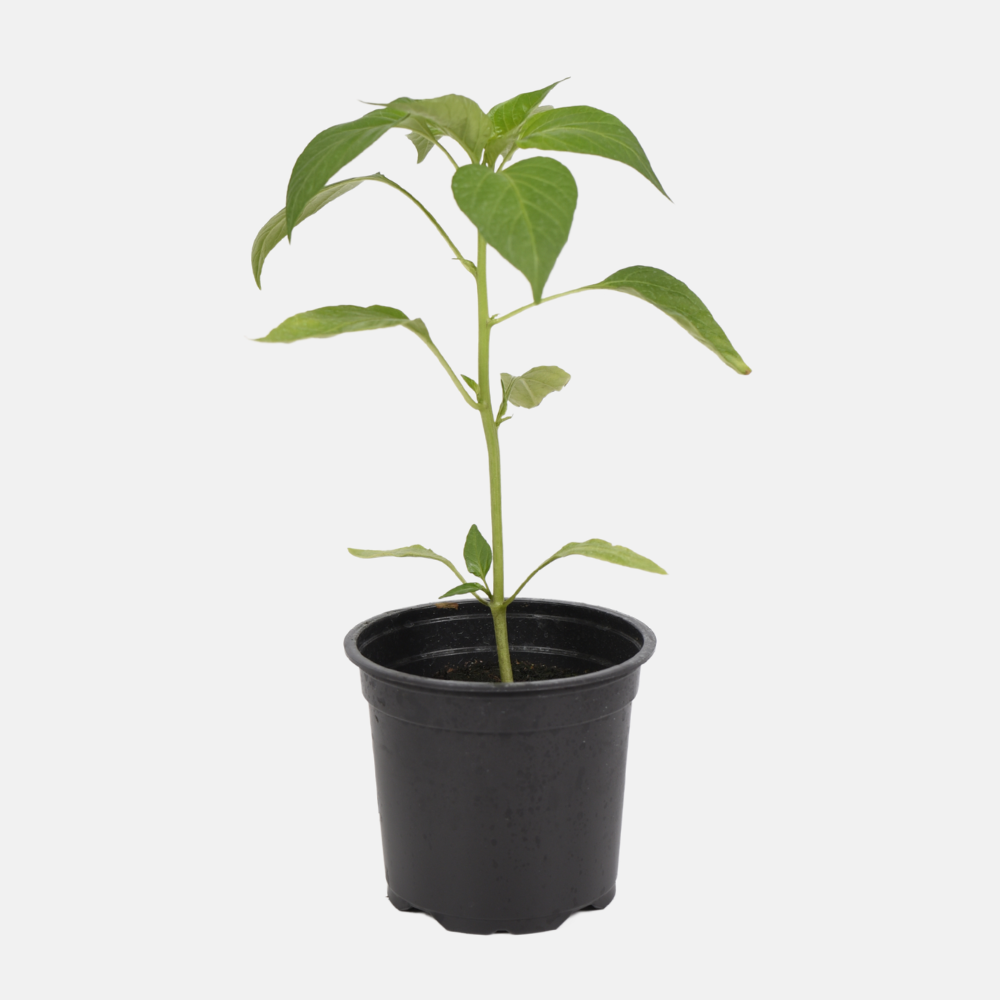 Spaanse cayenne peper plant 1 stuk BIO