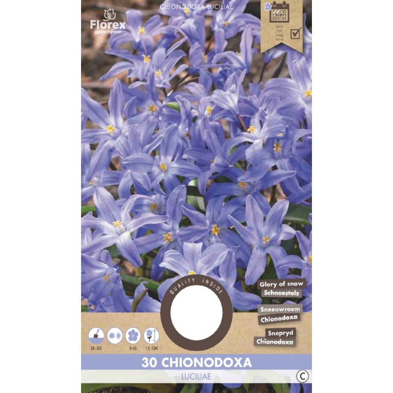 Chionodoxa Luciliae (Sneeuwroem) 5/6 30 stuks